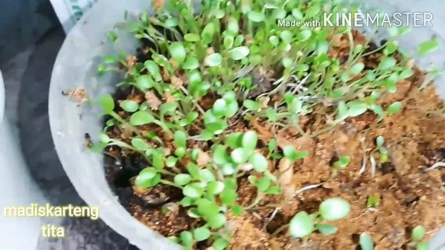 LUCKY FOUR LEAF CLOVER/HOW TO PLANT FOUR LEAF CLOVER/SEEDS FOUR LEAF CLOVER /madiskarteng tita смотреть онлайн