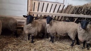 Лучшая мясная порода овец! Домашние бараны Суффолк! Купить овец в России и СНГ! Овцеводство