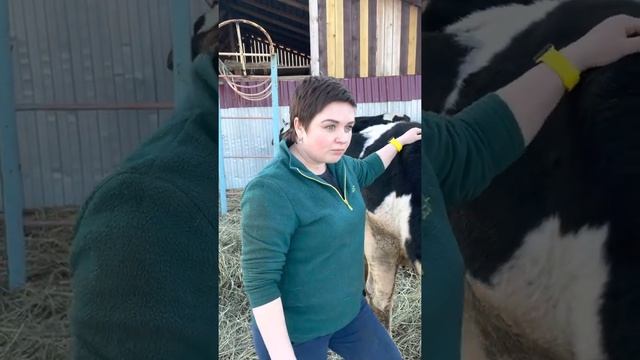 Признаки стельности смотреть онлайн