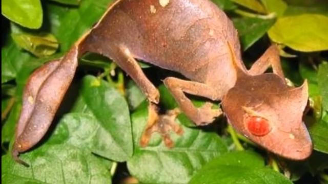 Самые необыкновенные рыбы мира. смотреть онлайн