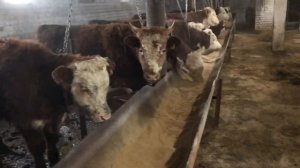 Откорм Бычков. Как правильно кормить Бычков￼. Какие витамины Надо сделать￼