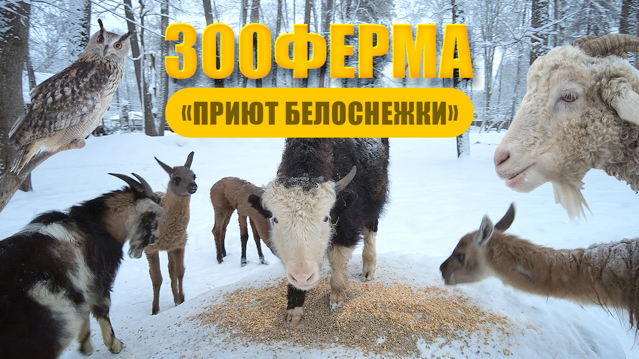 Контактная зооферма «Приют Белоснежки» смотреть онлайн