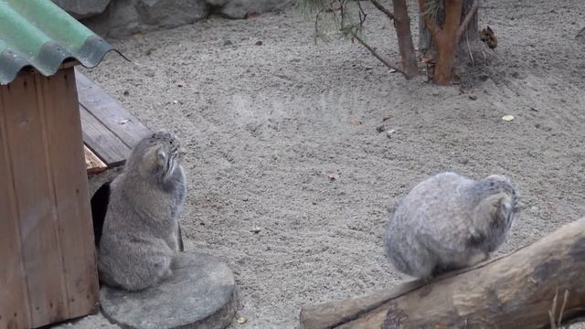 Котята манулов после переселения. 22.10.2022 смотреть онлайн