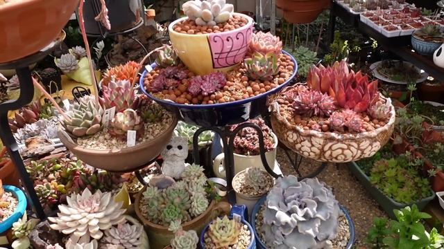 Variegated Succulent Moving Day - VLOG #202 | Growing Succulents with LizK смотреть онлайн