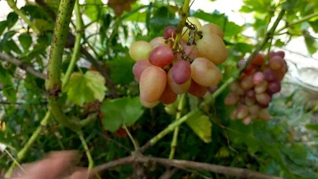 Шедевр на винограднике! Браво София! смотреть онлайн