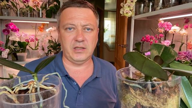 ОМОЛОДИТЬ ОРХИДЕИ и из одной орхидеи получить 2 ИТОГ через 4 месяца смотреть онлайн