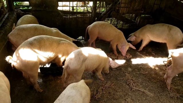 RAISING 10 PIGS FOR 9 MONTHS - PROFITABLE PIG PRODUCTION IN JAMAICA ?? - LARGE WHITE PIGS ? смотреть онлайн