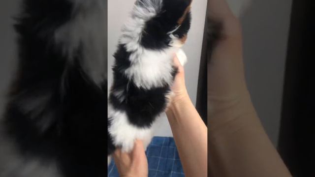 Бивер  Чили д.р.21.04.2021 Щенок продается