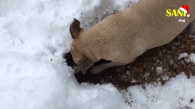 Собака ныряет в сугробы в снежном лесу / SANI vlog смотреть онлайн