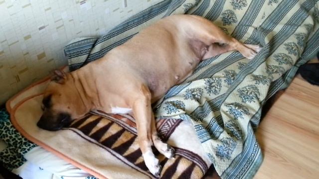 И собакам снятся сны смотреть онлайн