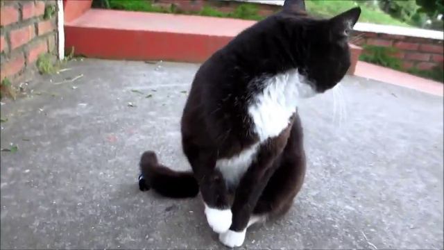 Flairck - De Blinder Dansen nº2 (cortometraje con un panda) смотреть онлайн