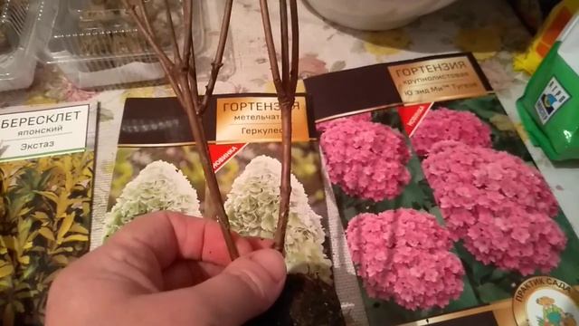 Посылка с саженцами Гортензии. смотреть онлайн