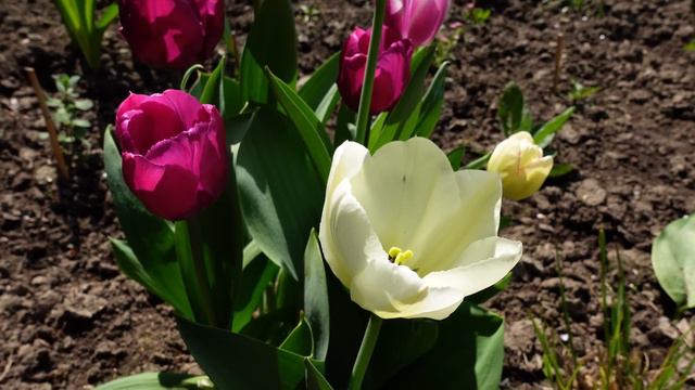 Tulipany powtarzające kwitnienie. Dobre odmiany tulipanów. смотреть онлайн