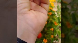 Коллекционный сорт Пьенолло Дель Везувио . Обзор .