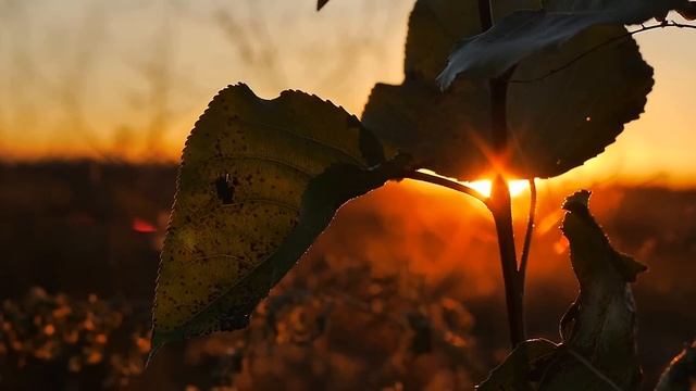 Lumix G6. FUJINON 55 f 1,6 . смотреть онлайн