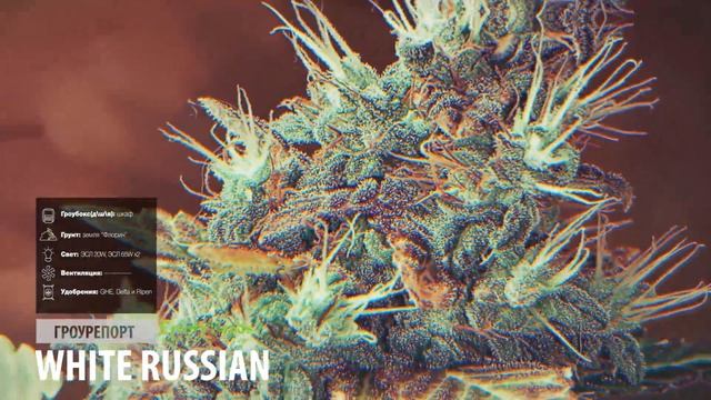White Russian смотреть онлайн