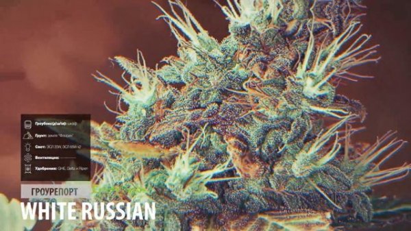 White Russian