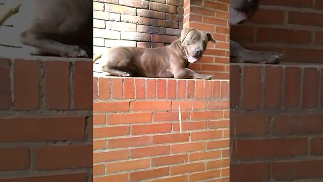 Pride pitbull, reto superado смотреть онлайн