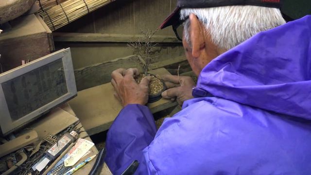 刺激を与える欅盆栽の植え替え・剪定・肥料のあげ方・矢島清芳園@tane.bonsai