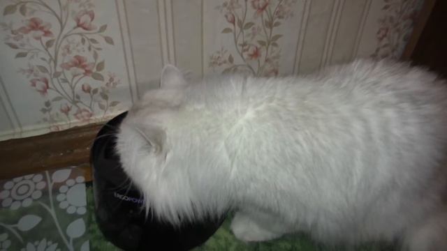 Кошки выпивают воду из увлажнителя воздуха Что их так привлекает? смотреть онлайн