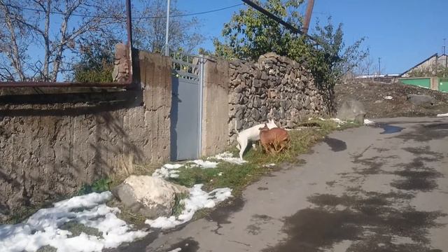Bull Terrier Danny and Pitbull Simba смотреть онлайн