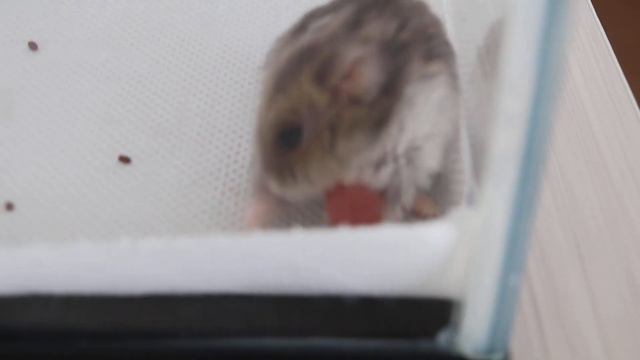 JAN 2020. A dwarf hamster tries to pull off the red dangling mass from its mouth. What to do? смотреть онлайн