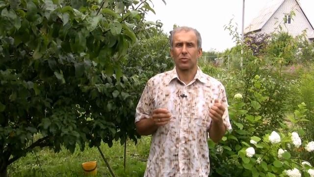 Азот, фосфор, калий для плодовых деревьев Подкормка и удобрение сада и кустарников смотреть онлайн