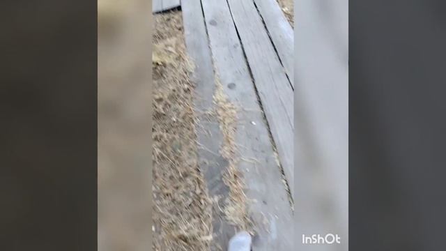 Аниматроники на даче смотреть онлайн