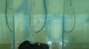 Крапчатый сомик разведение Коридорасы размножение Личинка коридораса крапчатого