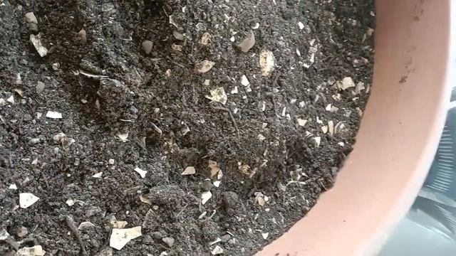 полное видео про денежное дерево его рост и посадка смотреть онлайн