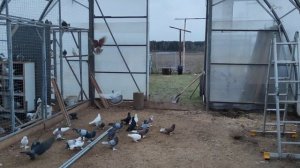 Тетеревятник не даёт гонять голубей !