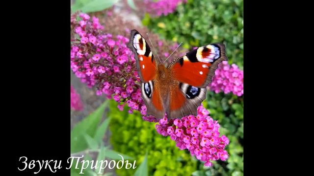 Живая Природа. Пение Птиц🍀🌿 Птицы,Красота,Природа.