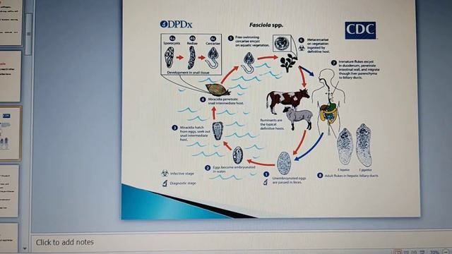 Fasciola Hepatica and it's life cycle | Liver Flukes #Liverflukes #Fasciola #Trematodes#flukes смотреть онлайн