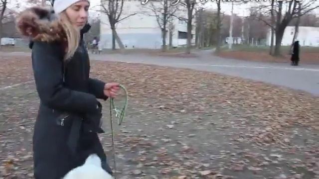 Как улучшить послушание и контакт с собакой на прогулке? смотреть онлайн