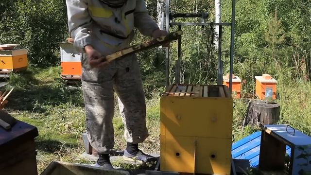 двух маточная семья, что из этого вышло. смотреть онлайн