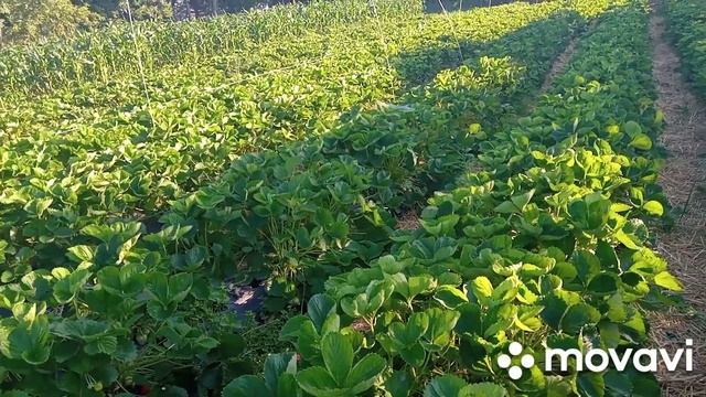 Клубника Сандра сделал зачистку/ Брила заканчивает плодоношение смотреть онлайн