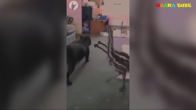 ЛУЧШИЕ ПРИКОЛЫ. Смешная нарезка №5. смотреть онлайн