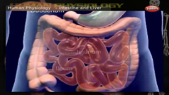 Digestive System | How Human Body Works | Human Body Parts and Functions | Human Anatomy 3d смотреть онлайн