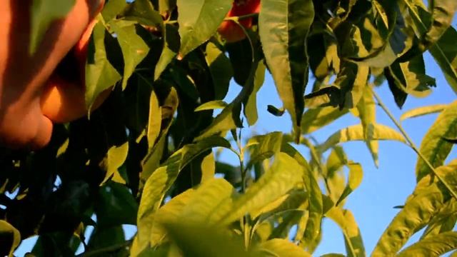 Инжирный персик Уфо-3 (UFO-3) 01.07.2018г persikovod.com смотреть онлайн