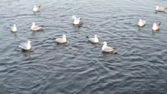 Смешные животные Чайки дерутся за хлеб смотреть онлайн