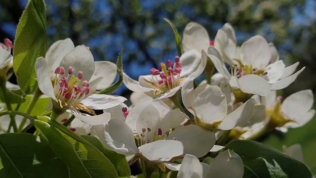 Футаж — Весна. Цветущая груша. Крупный план. | Футаж природа [FullHD/2К] смотреть онлайн