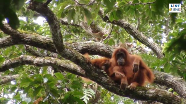 Endangered animals #3: Bornean Orangutan Facts, Habitat, Diet смотреть онлайн