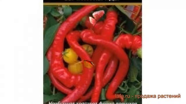 Перец острый Бараний рог (baraniy rog baraniy rog) ? обзор: как сажать, семена перца Бараний рог смотреть онлайн