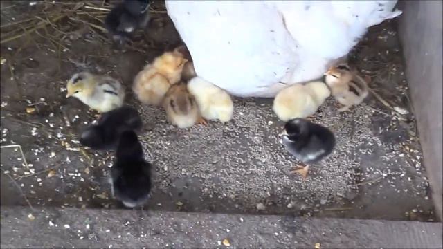 Они появились. 50 + Деревенские будни. смотреть онлайн