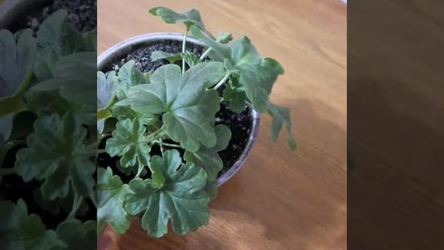 Пеларгония Odensjö Made in Sweden смотреть онлайн