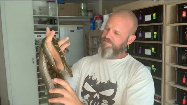 Reticulated python- a quick, basic care and info video смотреть онлайн