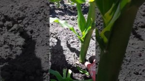 Как правильно пасынковать кукурузу