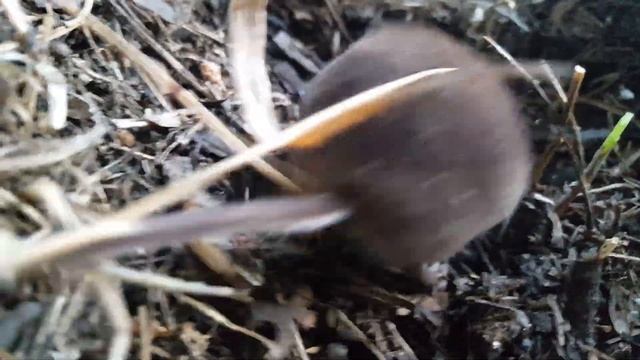 ЗЕМЛЕРОЙКА ЗАНИМАЕТСЯ СВОИМИ ДЕЛАМИ, ЧАСТЬ 2. смотреть онлайн