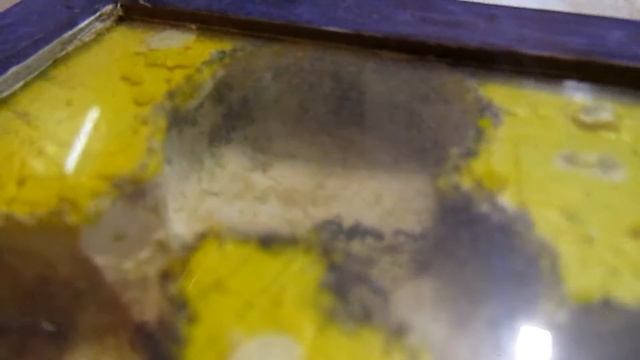 Королева муравьев Formica Fusca