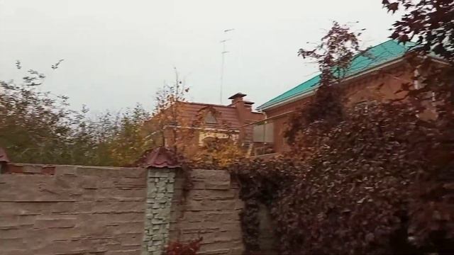Собираем семена чёрного клёна Кримсонг Кинг в Челябинске смотреть онлайн